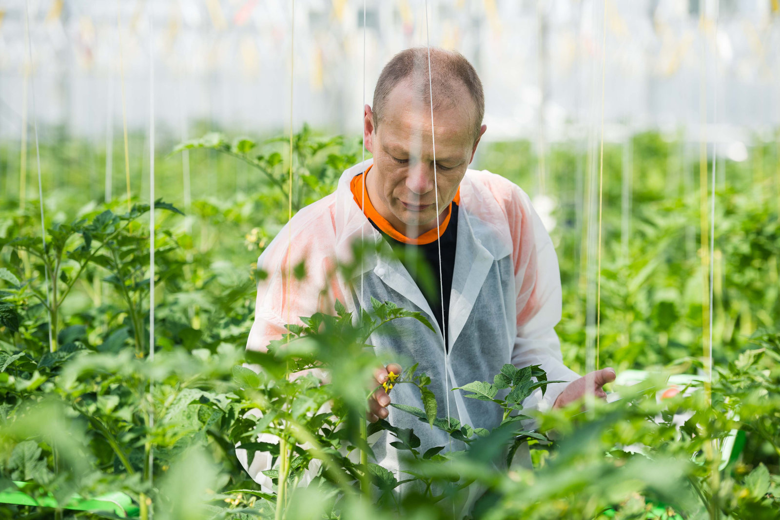 Tuinbouwmedewerker aan het werk tussen tomatenplanten